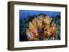 A Beautiful Cluster of Soft Coral Colonies on a Coral Reef in Indonesia-Stocktrek Images-Framed Photographic Print