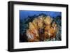 A Beautiful Cluster of Soft Coral Colonies on a Coral Reef in Indonesia-Stocktrek Images-Framed Photographic Print