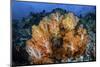 A Beautiful Cluster of Soft Coral Colonies on a Coral Reef in Indonesia-Stocktrek Images-Mounted Photographic Print