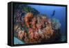 A Beautiful Cluster of Soft Coral Colonies on a Reef in Indonesia-Stocktrek Images-Framed Stretched Canvas