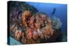 A Beautiful Cluster of Soft Coral Colonies on a Reef in Indonesia-Stocktrek Images-Stretched Canvas