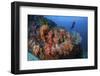 A Beautiful Cluster of Soft Coral Colonies on a Reef in Indonesia-Stocktrek Images-Framed Photographic Print