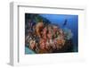 A Beautiful Cluster of Soft Coral Colonies on a Reef in Indonesia-Stocktrek Images-Framed Photographic Print