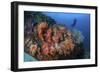 A Beautiful Cluster of Soft Coral Colonies on a Reef in Indonesia-Stocktrek Images-Framed Photographic Print