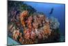 A Beautiful Cluster of Soft Coral Colonies on a Reef in Indonesia-Stocktrek Images-Mounted Photographic Print