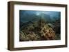 A Beautiful Coral Reef Grows in Komodo National Park, Indonesia-Stocktrek Images-Framed Photographic Print