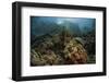 A Beautiful Coral Reef Grows in Komodo National Park, Indonesia-Stocktrek Images-Framed Photographic Print