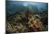 A Beautiful Coral Reef Grows in Komodo National Park, Indonesia-Stocktrek Images-Mounted Photographic Print