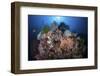 A Beautiful Coral Reef Grows in Komodo National Park, Indonesia-Stocktrek Images-Framed Photographic Print
