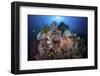 A Beautiful Coral Reef Grows in Komodo National Park, Indonesia-Stocktrek Images-Framed Photographic Print