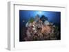 A Beautiful Coral Reef Grows in Komodo National Park, Indonesia-Stocktrek Images-Framed Photographic Print