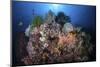 A Beautiful Coral Reef Grows in Komodo National Park, Indonesia-Stocktrek Images-Mounted Photographic Print