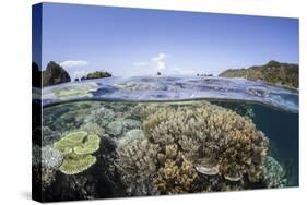 A Beautiful Coral Reef in Raja Ampat, Indonesia-Stocktrek Images-Stretched Canvas