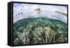 A Beautiful Coral Reef in Raja Ampat, Indonesia-Stocktrek Images-Framed Stretched Canvas