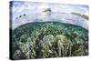 A Beautiful Coral Reef in Raja Ampat, Indonesia-Stocktrek Images-Stretched Canvas