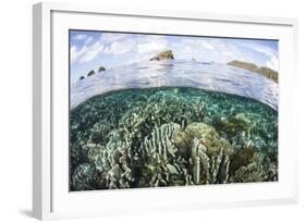 A Beautiful Coral Reef in Raja Ampat, Indonesia-Stocktrek Images-Framed Photographic Print