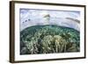 A Beautiful Coral Reef in Raja Ampat, Indonesia-Stocktrek Images-Framed Photographic Print