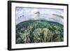 A Beautiful Coral Reef in Raja Ampat, Indonesia-Stocktrek Images-Framed Photographic Print