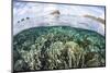 A Beautiful Coral Reef in Raja Ampat, Indonesia-Stocktrek Images-Mounted Photographic Print
