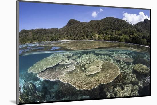 A Beautiful Coral Reef in Raja Ampat, Indonesia-Stocktrek Images-Mounted Photographic Print