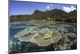 A Beautiful Coral Reef in Raja Ampat, Indonesia-Stocktrek Images-Mounted Photographic Print