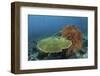 A Beautiful Coral Reef Thrives in Komodo National Park, Indonesia-Stocktrek Images-Framed Photographic Print