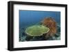 A Beautiful Coral Reef Thrives in Komodo National Park, Indonesia-Stocktrek Images-Framed Photographic Print