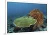 A Beautiful Coral Reef Thrives in Komodo National Park, Indonesia-Stocktrek Images-Framed Photographic Print