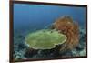 A Beautiful Coral Reef Thrives in Komodo National Park, Indonesia-Stocktrek Images-Framed Photographic Print