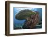 A Beautiful Coral Reef Thrives in Komodo National Park, Indonesia-Stocktrek Images-Framed Photographic Print