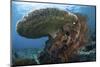 A Beautiful Coral Reef Thrives in Komodo National Park, Indonesia-Stocktrek Images-Mounted Photographic Print