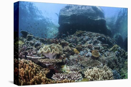 A Beautiful Coral Reef Thrives on an Underwater Slope in Indonesia-Stocktrek Images-Stretched Canvas