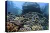 A Beautiful Coral Reef Thrives on an Underwater Slope in Indonesia-Stocktrek Images-Stretched Canvas