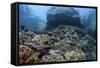 A Beautiful Coral Reef Thrives on an Underwater Slope in Indonesia-Stocktrek Images-Framed Stretched Canvas