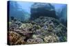 A Beautiful Coral Reef Thrives on an Underwater Slope in Indonesia-Stocktrek Images-Stretched Canvas