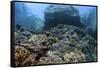 A Beautiful Coral Reef Thrives on an Underwater Slope in Indonesia-Stocktrek Images-Framed Stretched Canvas