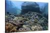 A Beautiful Coral Reef Thrives on an Underwater Slope in Indonesia-Stocktrek Images-Stretched Canvas