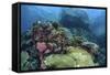 A Beautiful Coral Reef Thrives on an Underwater Slope in Indonesia-Stocktrek Images-Framed Stretched Canvas