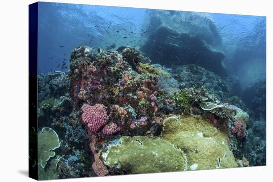 A Beautiful Coral Reef Thrives on an Underwater Slope in Indonesia-Stocktrek Images-Stretched Canvas