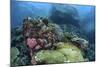 A Beautiful Coral Reef Thrives on an Underwater Slope in Indonesia-Stocktrek Images-Mounted Photographic Print