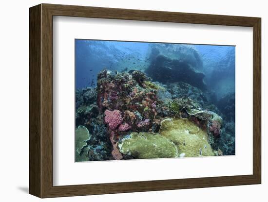 A Beautiful Coral Reef Thrives on an Underwater Slope in Indonesia-Stocktrek Images-Framed Photographic Print