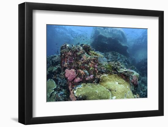 A Beautiful Coral Reef Thrives on an Underwater Slope in Indonesia-Stocktrek Images-Framed Photographic Print