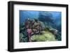 A Beautiful Coral Reef Thrives on an Underwater Slope in Indonesia-Stocktrek Images-Framed Photographic Print