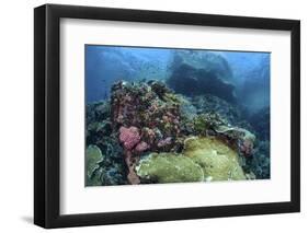 A Beautiful Coral Reef Thrives on an Underwater Slope in Indonesia-Stocktrek Images-Framed Photographic Print