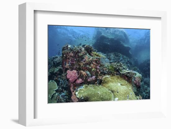 A Beautiful Coral Reef Thrives on an Underwater Slope in Indonesia-Stocktrek Images-Framed Photographic Print