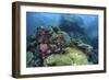 A Beautiful Coral Reef Thrives on an Underwater Slope in Indonesia-Stocktrek Images-Framed Photographic Print