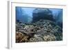 A Beautiful Coral Reef Thrives on an Underwater Slope in Indonesia-Stocktrek Images-Framed Photographic Print