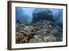 A Beautiful Coral Reef Thrives on an Underwater Slope in Indonesia-Stocktrek Images-Framed Photographic Print