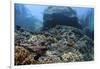 A Beautiful Coral Reef Thrives on an Underwater Slope in Indonesia-Stocktrek Images-Framed Photographic Print