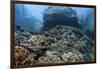 A Beautiful Coral Reef Thrives on an Underwater Slope in Indonesia-Stocktrek Images-Framed Photographic Print